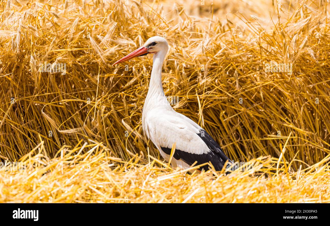 Ein Storch läuft in einem Feld herum auf der Suche nach etwas fressbarem. Erst kürzlich wurde das Getreide vom Bauer geschnitten. (Winkel BEI Bülach, Banque D'Images