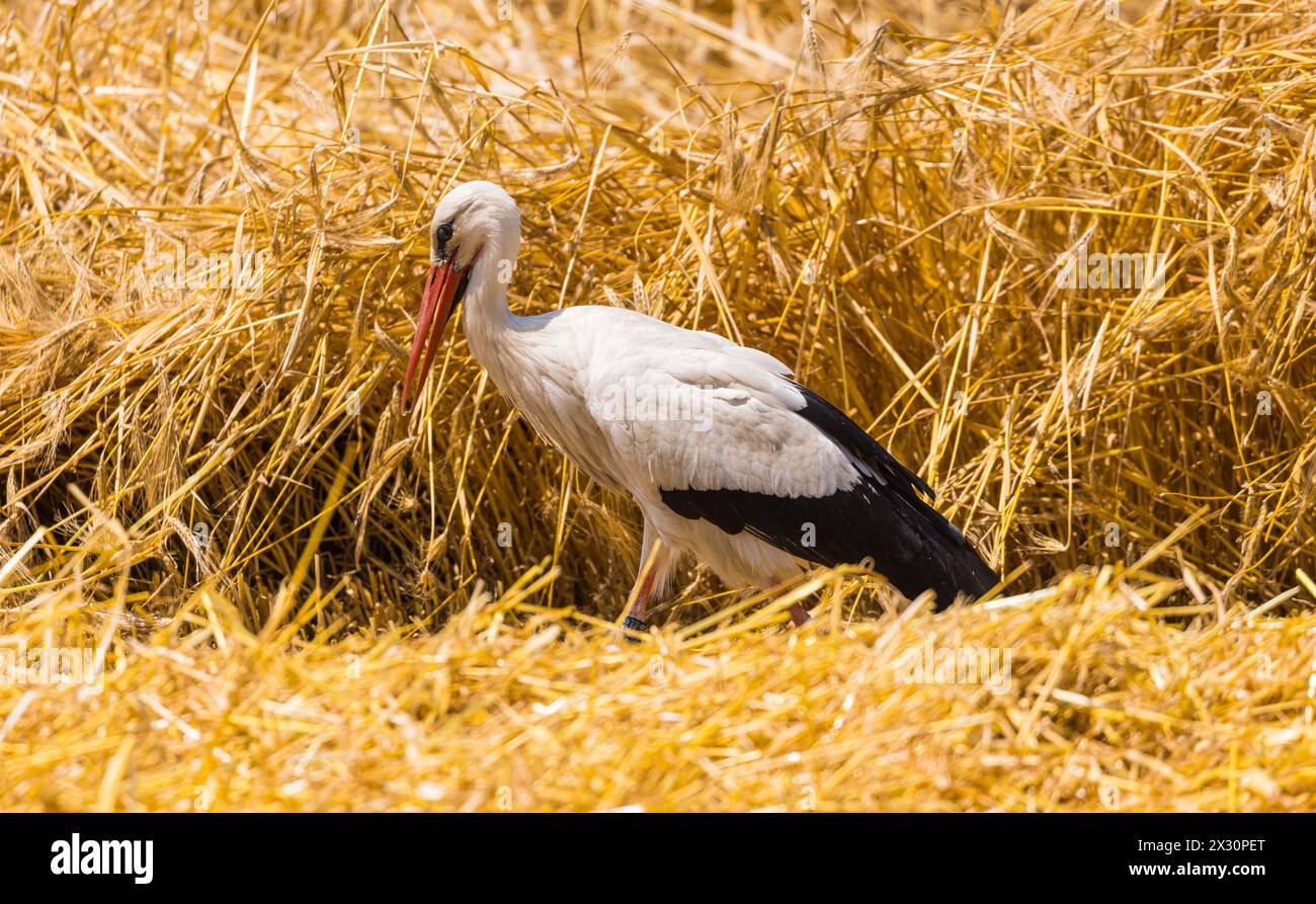 Ein Storch läuft in einem Feld herum auf der Suche nach etwas fressbarem. Erst kürzlich wurde das Getreide vom Bauer geschnitten. (Winkel BEI Bülach, Banque D'Images