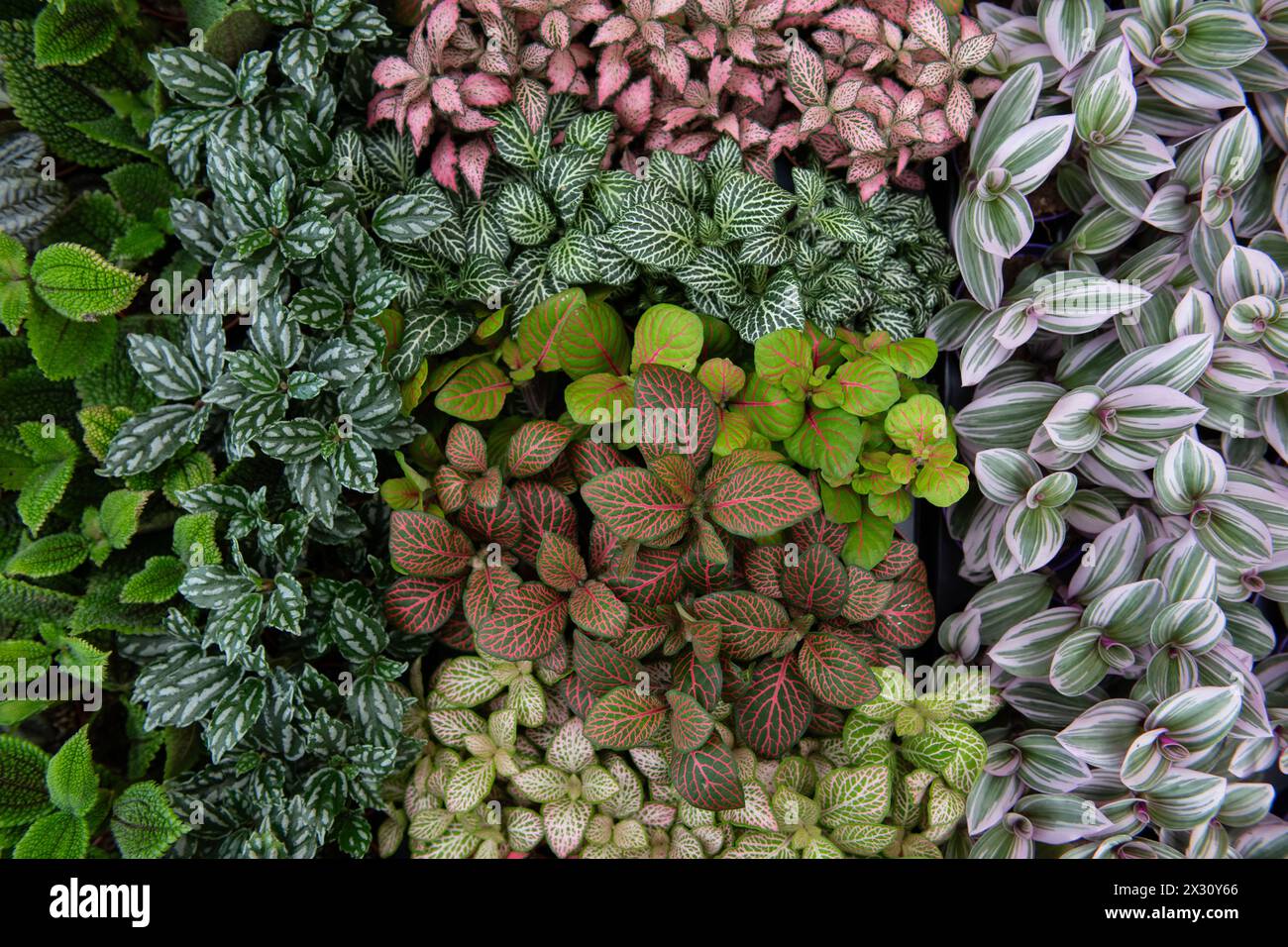 Vue aérienne d'une variété de plants de plantes emballés étroitement ensemble pour former un affichage abstrait de couleur et de texture. Banque D'Images