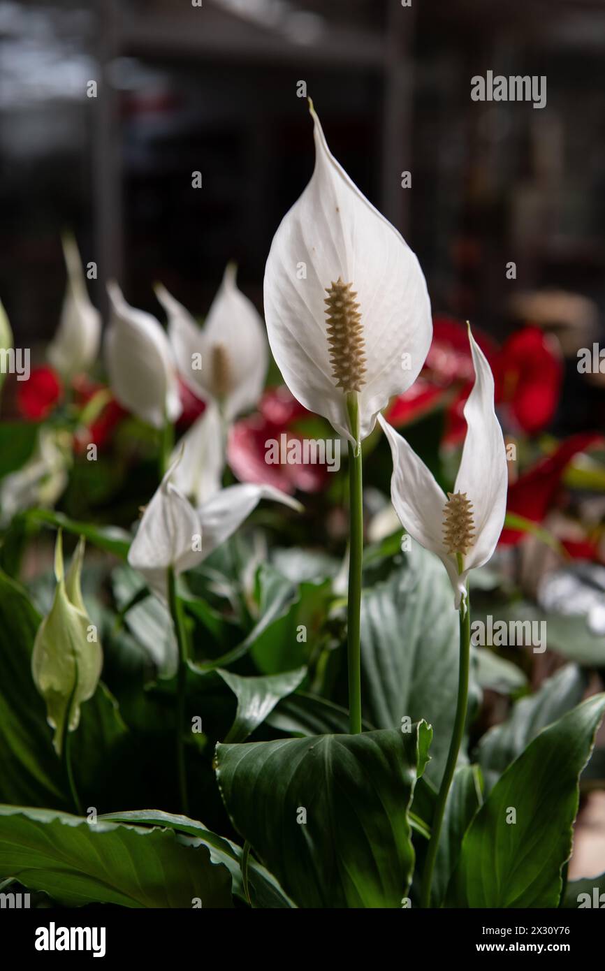 Gros plan sur le pétale à fleurs et la tige d'une voile blanche ou d'un lis de paix, Spathiphyllum wallisii, une plante d'intérieur populaire, poussant dans une pépinière d'intérieur. Banque D'Images