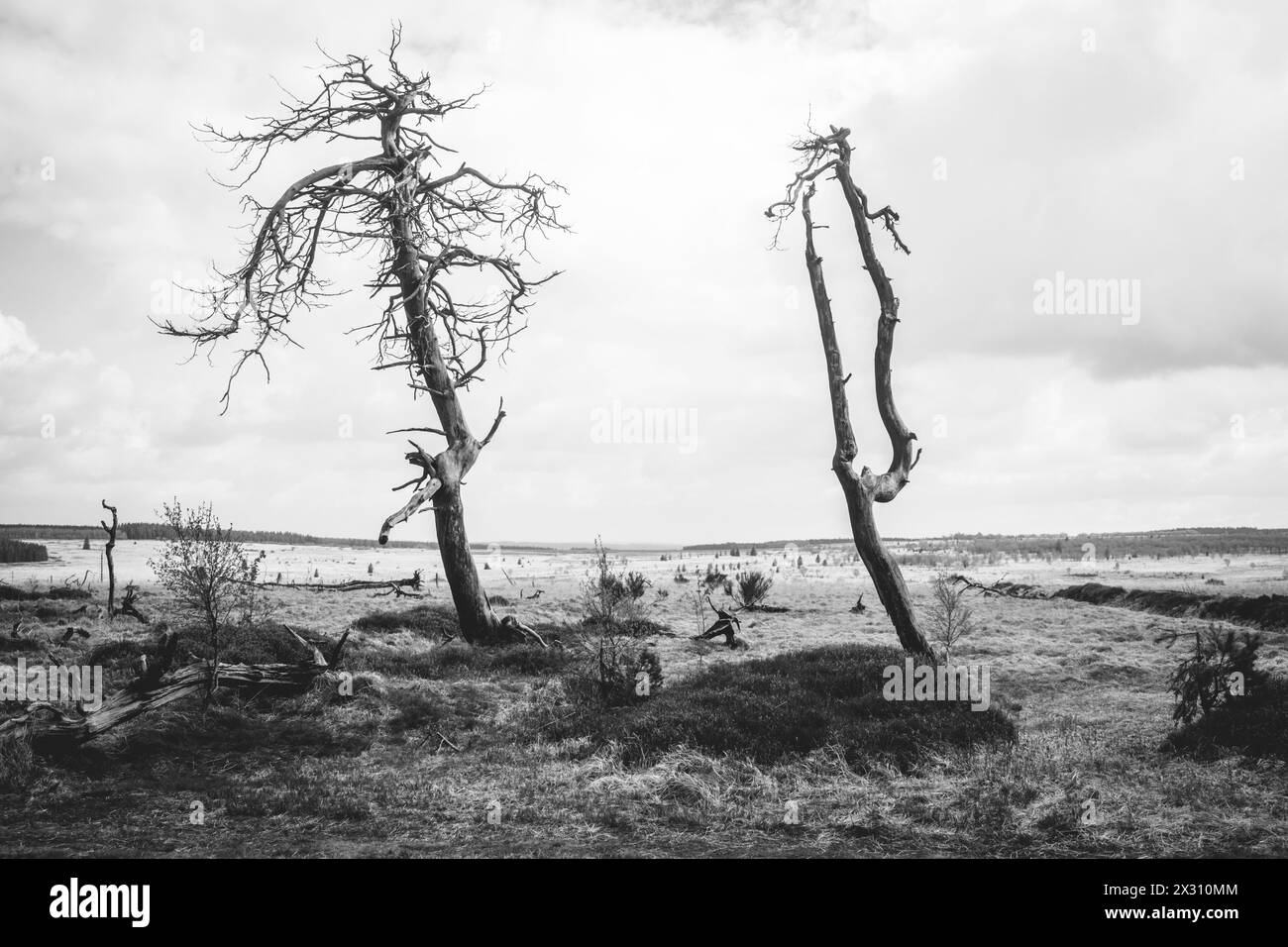 Hohes Venn, Belgien, 21.04.2024, Reisereportage, das Hohe Venn ist eine grenzübergreifende, schildförmig gewölbte Hochfläche in Deutschland und Belgie Banque D'Images