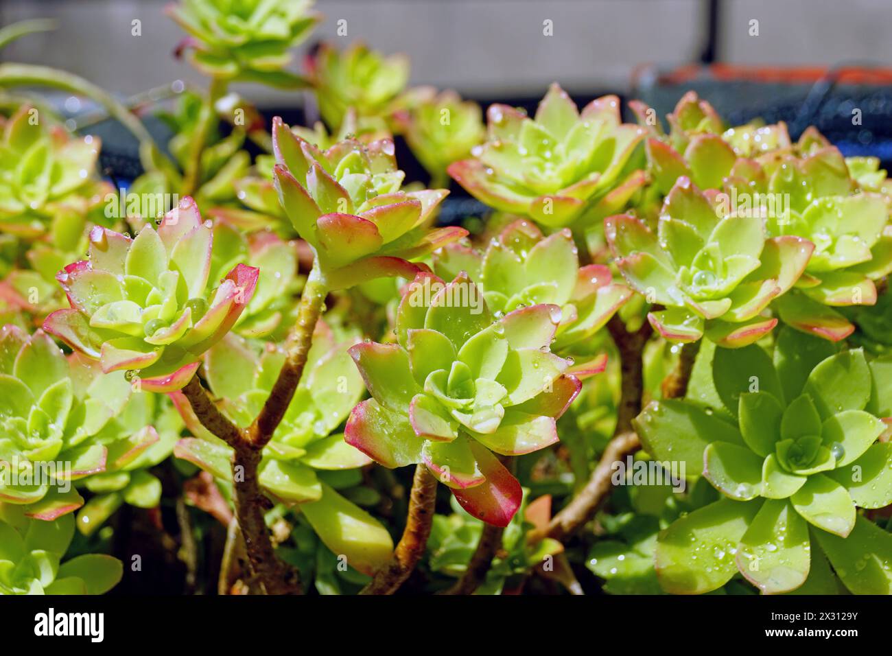 Recouvert de gouttes d’eau qui brillent au soleil, le succulent Sedum palmeri de la famille des Crassulaceae Banque D'Images