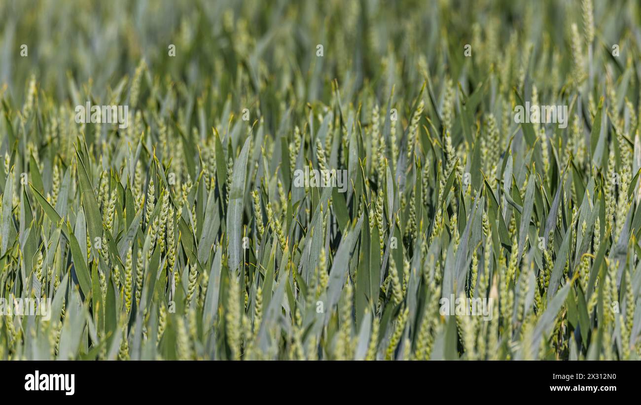 Wachsender Weizen auf einem Feld im Zürcher Unterland. (Oberglatt, Schweiz, 21.05.2022) Banque D'Images