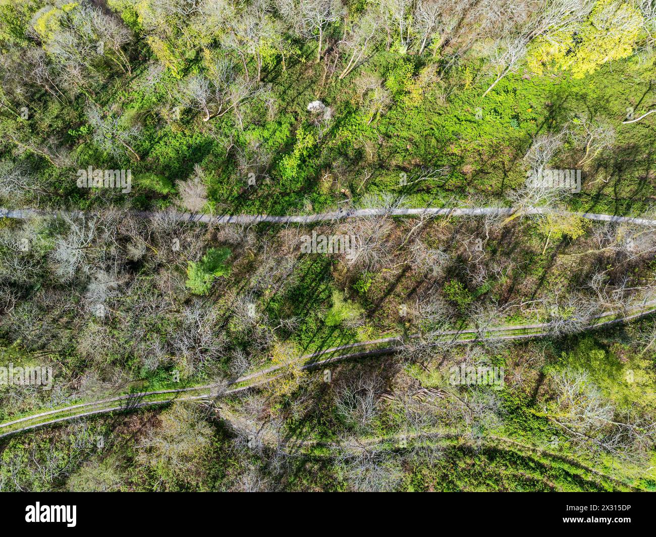 Top down over Forest depuis un drone, long Wood, River Dart, Dartmouth, Kingswear, Devon, Angleterre Banque D'Images