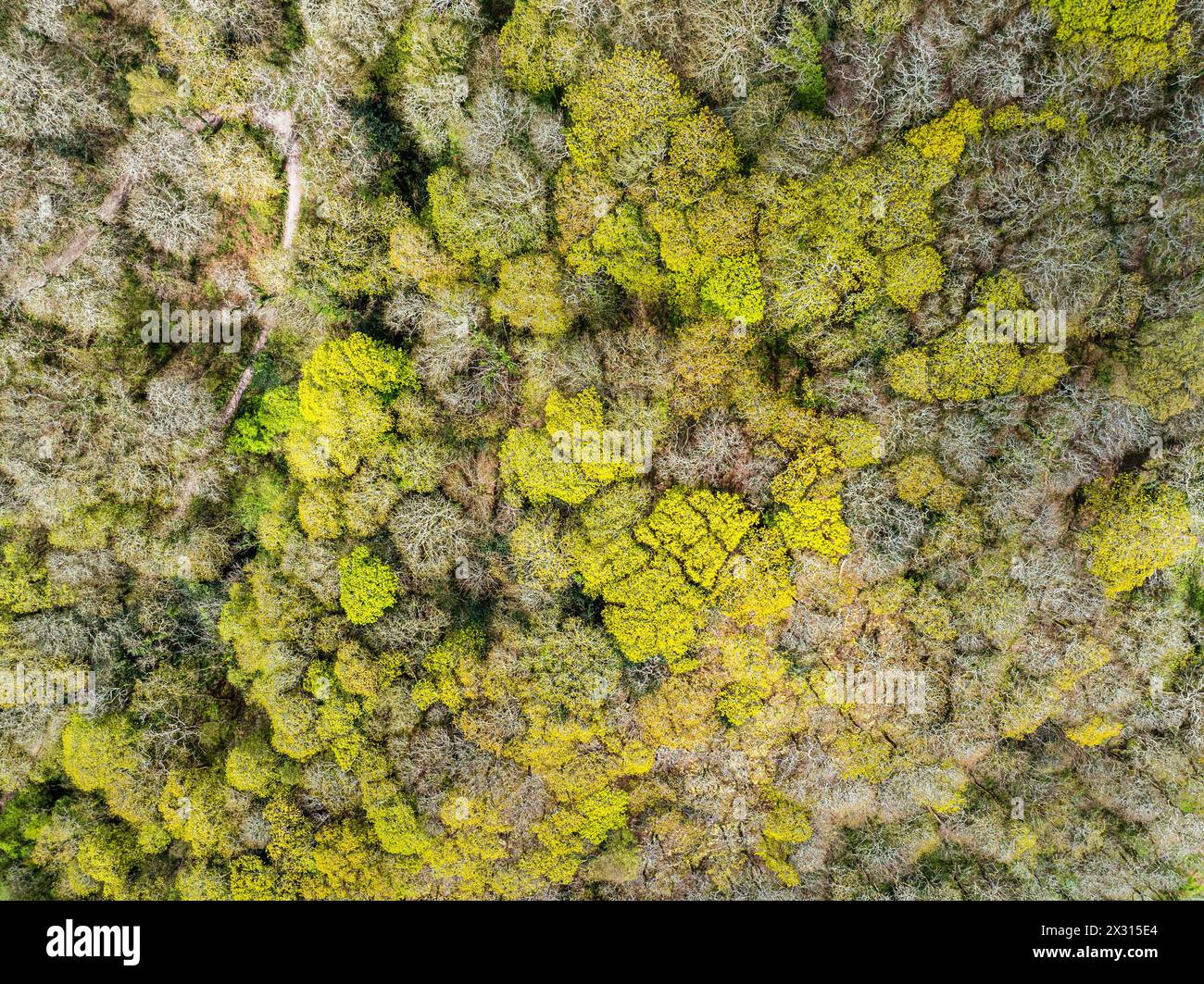 Top down over Forest depuis un drone, long Wood, River Dart, Dartmouth, Kingswear, Devon, Angleterre Banque D'Images