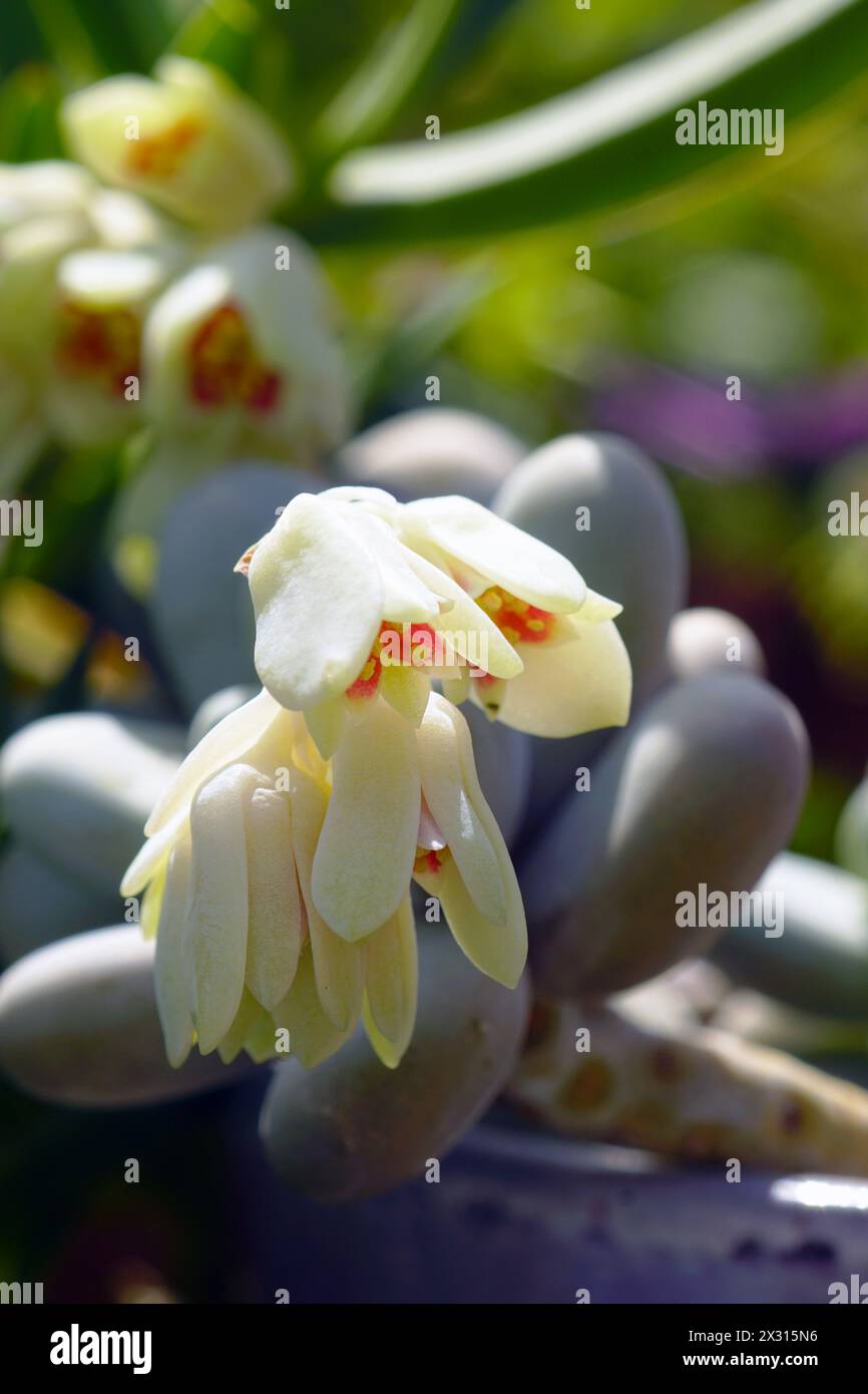 Pachyphytum succulent fleuri de la famille des Crassulaceae Banque D'Images