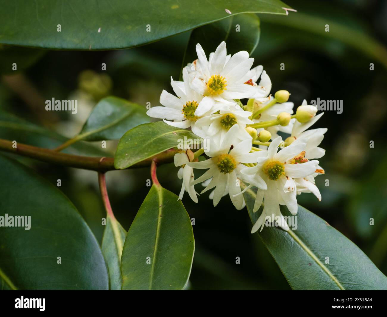 Fleurs de printemps blanches en grappes de l'arbre à feuilles persistantes à moitié rustique, Drimys winteri, écorce d'hiver Banque D'Images