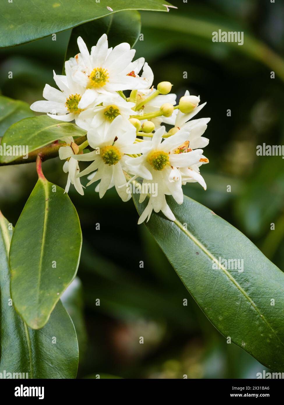 Fleurs de printemps blanches en grappes de l'arbre à feuilles persistantes à moitié rustique, Drimys winteri, écorce d'hiver Banque D'Images