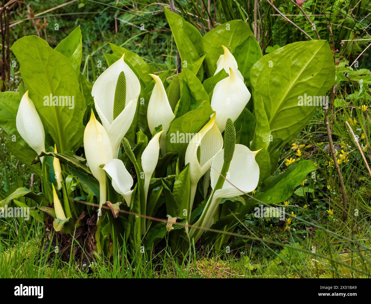 Spathes printanières blanches et épices vertes de la grande plante de marais rustique à feuilles, Lysichiton camtschatcensis, chou mouffette asiatique Banque D'Images