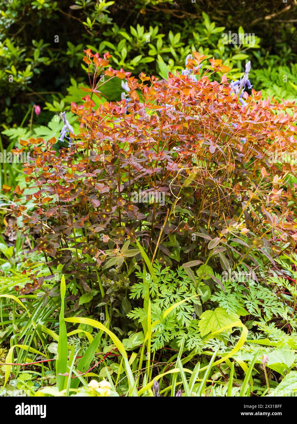 Feuillage printanier rouge de l'espèce rustique, en toupie formant une éperon douce vivace, Euphorbia dulcis .Chameleon' Banque D'Images