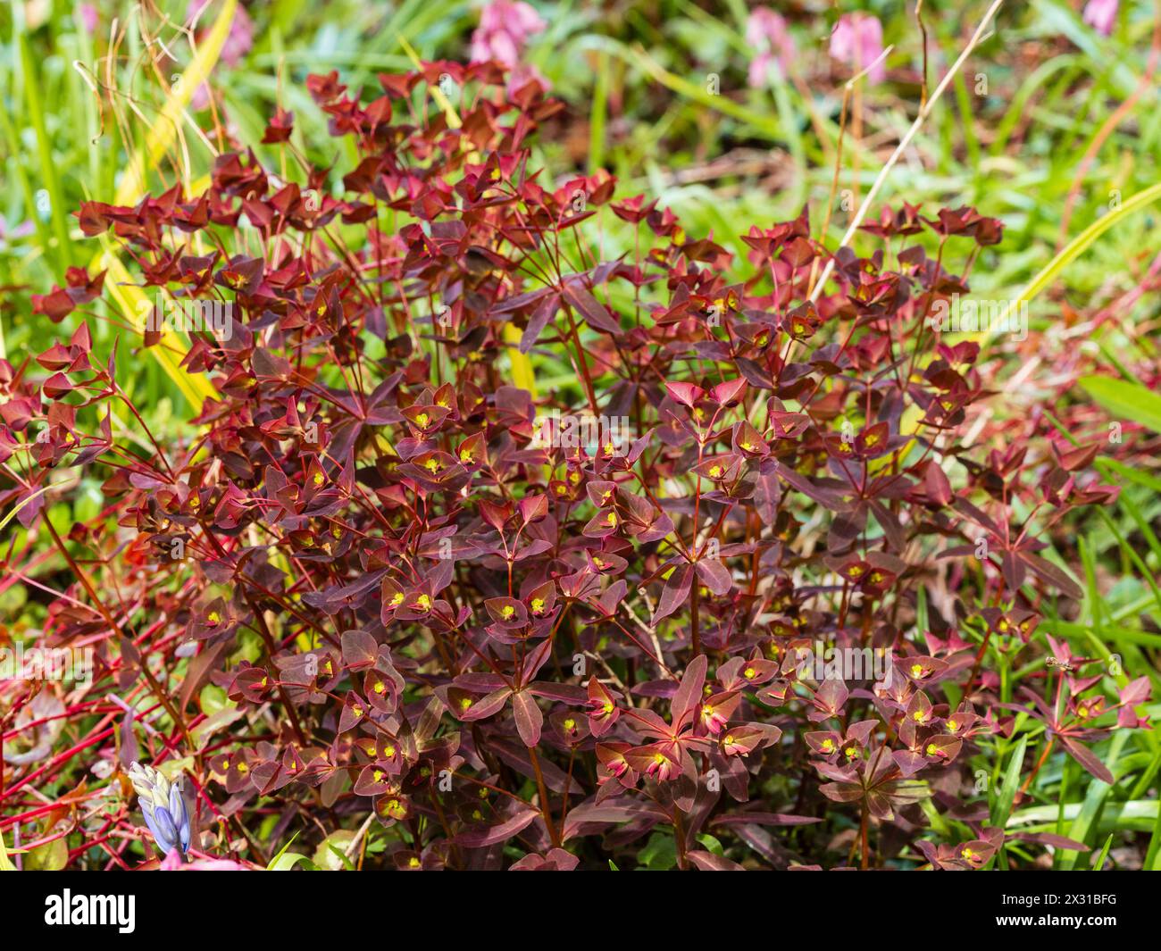 Feuillage printanier rouge de l'espèce rustique, en toupie formant une éperon douce vivace, Euphorbia dulcis .Chameleon' Banque D'Images