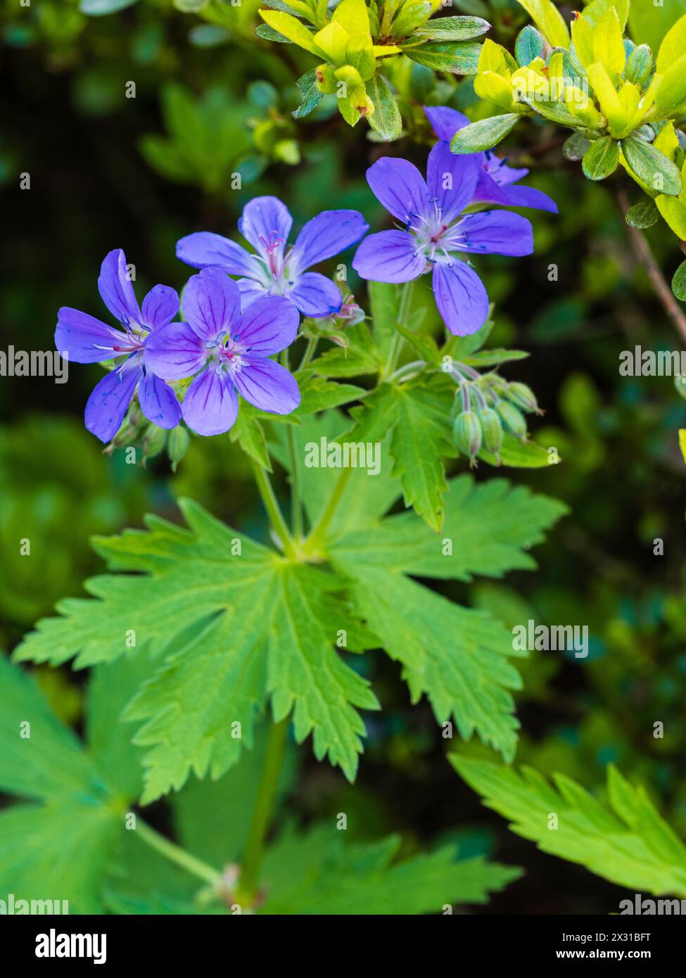 Guides de nectar foncé sur les fleurs bleues aux yeux blancs du cranesbill en bois vivace robuste, Geranium sylvaticum Banque D'Images