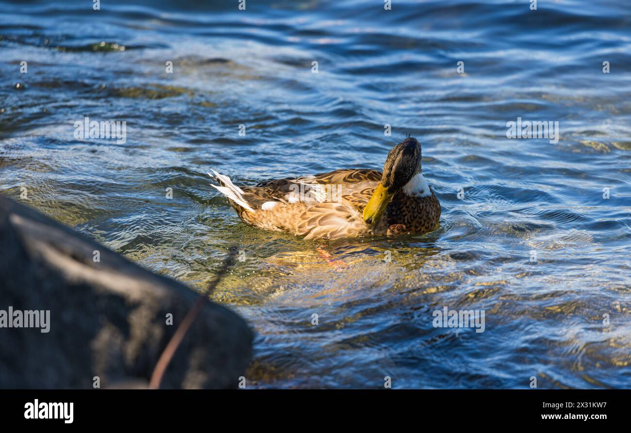 Eine Stockente BEI der Körperpflege. (Romanshorn, Schweiz, 02.07.2022) Banque D'Images