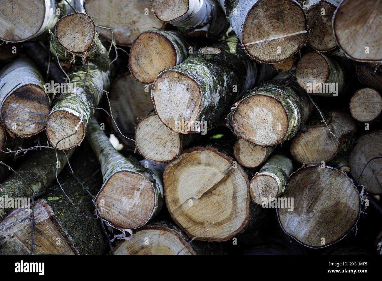 Gefaellte Baumstaemme liegen aufgestapelt an einem Waldrand naehe Muenster, 08.04.2024. Muenster Deutschland Copyright : xKiraxHofmannxphotothek.dex Banque D'Images