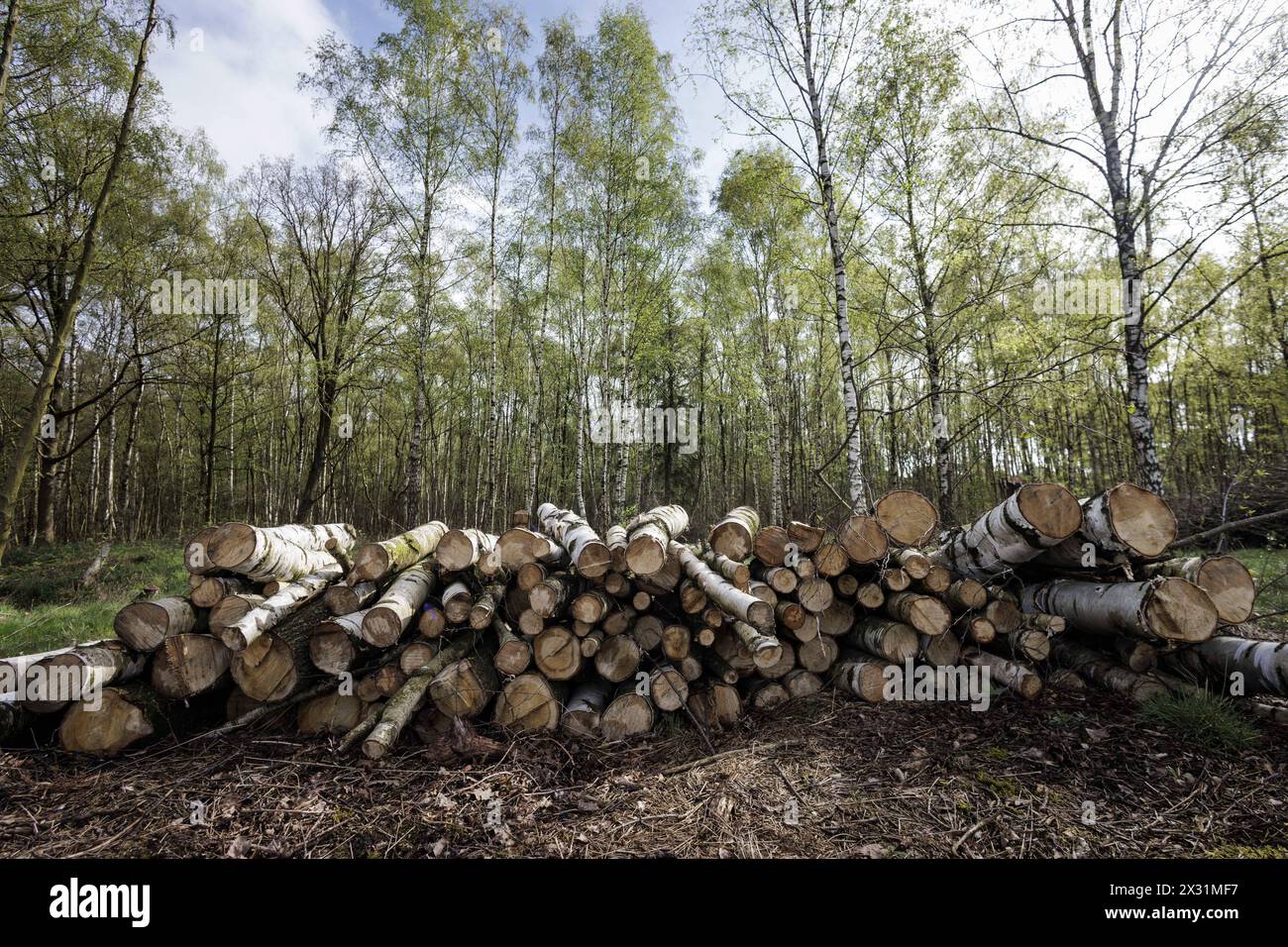 Gefaellte Baumstaemme liegen aufgestapelt an einem Waldrand naehe Muenster, 08.04.2024. Muenster Deutschland Copyright : xKiraxHofmannxphotothek.dex Banque D'Images