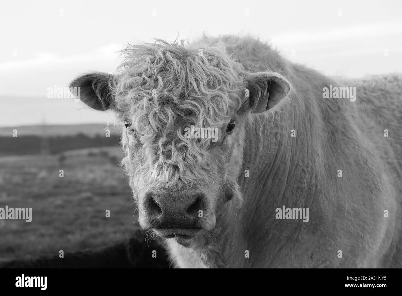 portrait en noir et blanc d'un taureau galloway effrayant regardant la caméra Banque D'Images