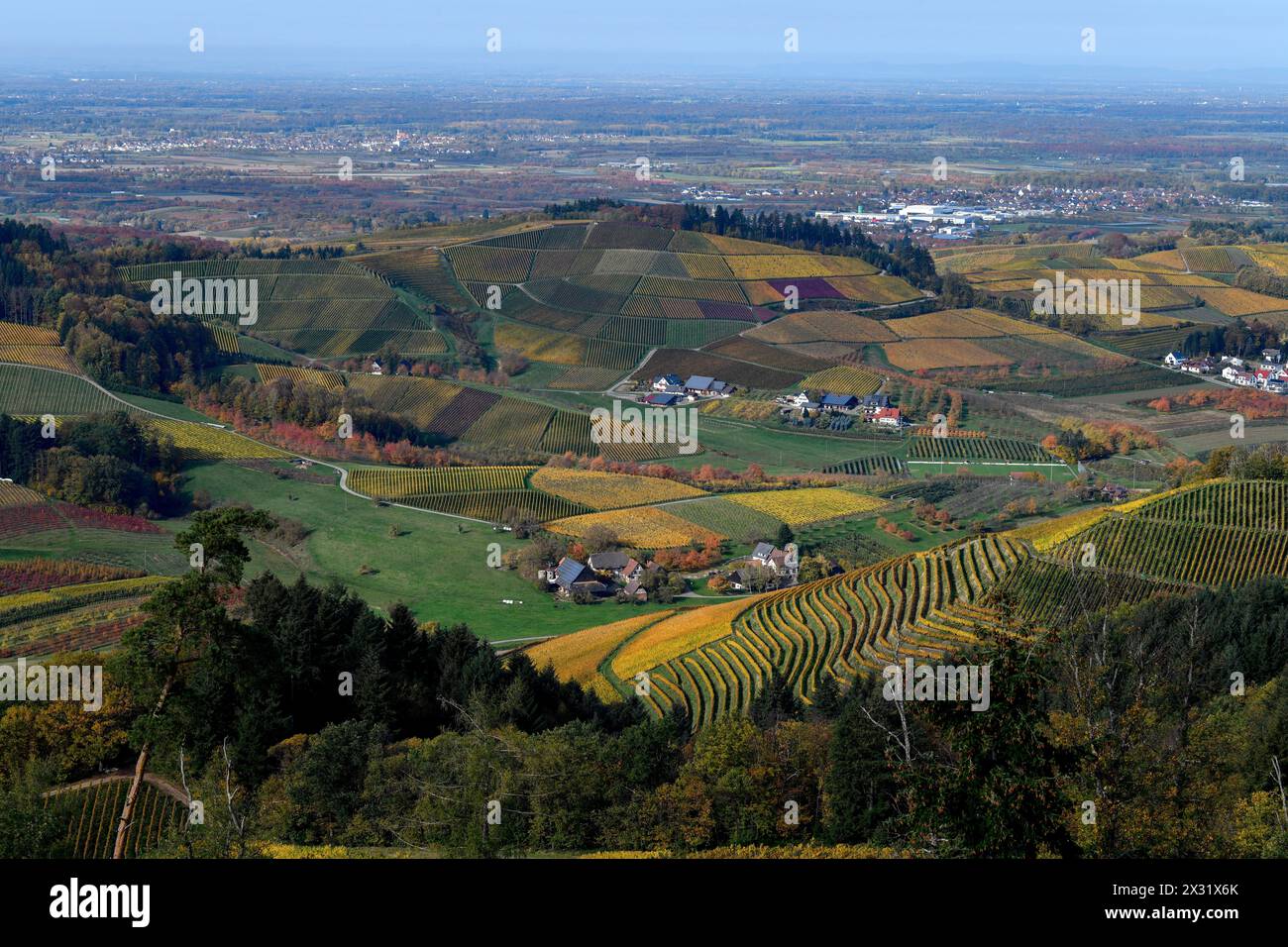 Géographie / voyage, Allemagne, Bade-Wuertemberg, Durbach, coloration d'automne vigne, à côté de Durbach, ADDITIONAL-RIGHTS-CLEARANCE-INFO-NOT-AVAILABLE Banque D'Images