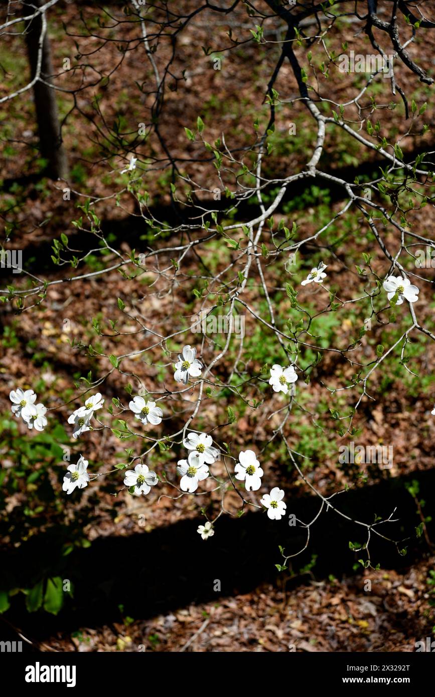 Les cornouillers indigènes fleurissent au printemps à l'arboretum de Caroline du Nord à Asheville, en Caroline du Nord. Banque D'Images