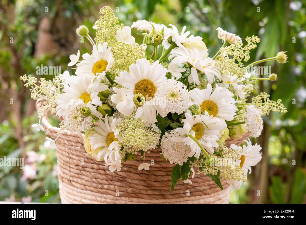 Botanique, ATTENTION ! POUR GREETINGCARD-USE / POSTCARD-USE DANS LES PAYS GERMANOPHONES, CERTAINES RESTRICTIONS PEUVENT S'APPLIQUER Banque D'Images