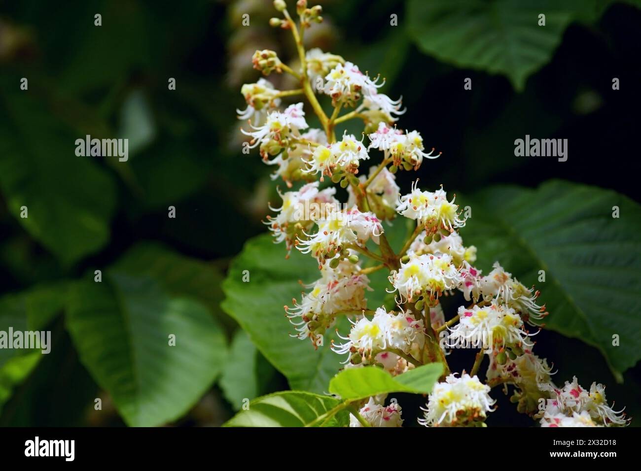 Fleurs d'un châtaignier de cheval sur un fond de feuillage vert foncé Banque D'Images