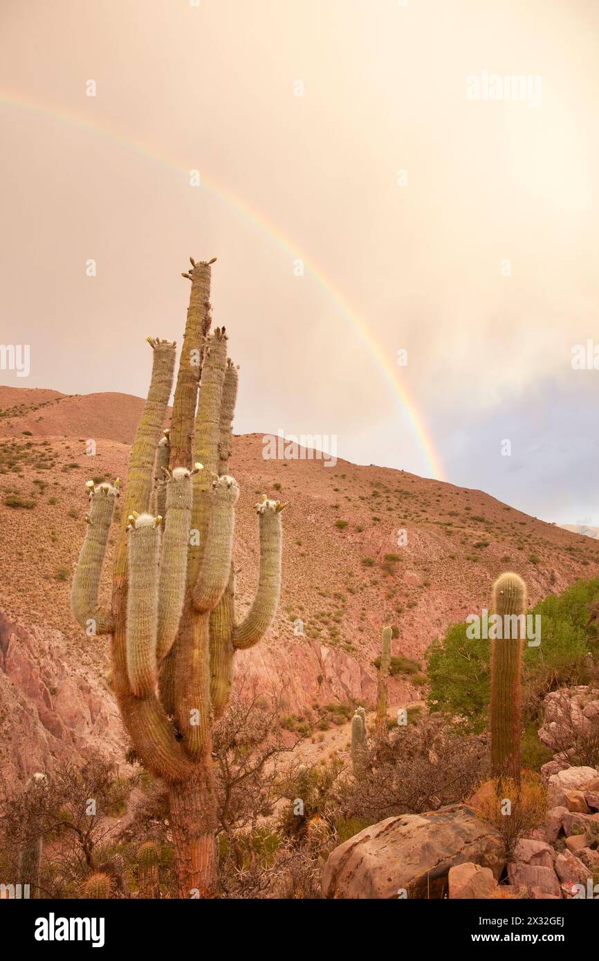 Un arc-en-ciel sur les collines rocheuses de la Quebrada de Humahuaca, avec des cactus et un mur de pirca au premier plan, Hornadita, Jujuy, Argentine. Banque D'Images