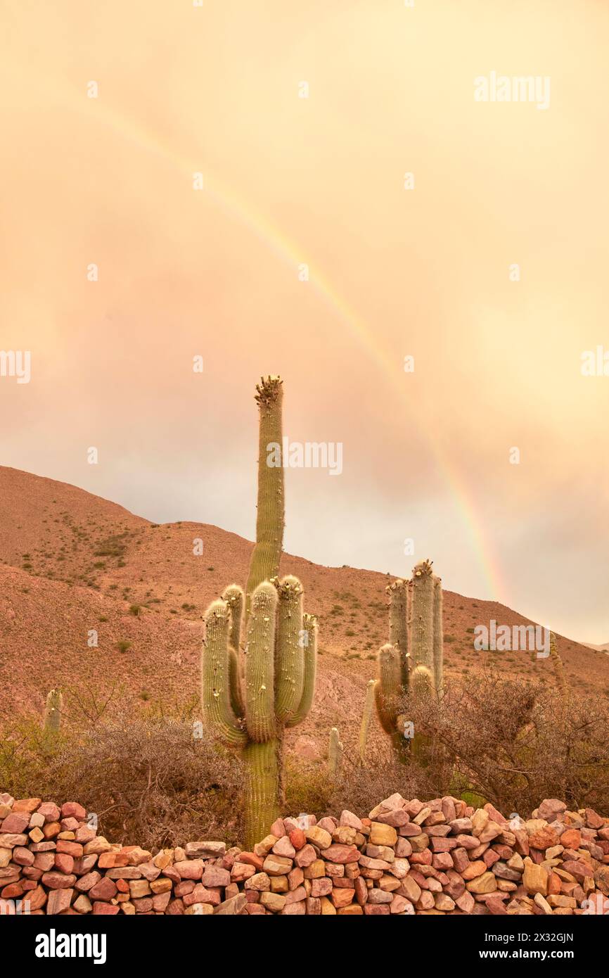Un arc-en-ciel sur les collines rocheuses de la Quebrada de Humahuaca, avec des cactus et un mur de pirca au premier plan, Hornadita, Jujuy, Argentine. Banque D'Images