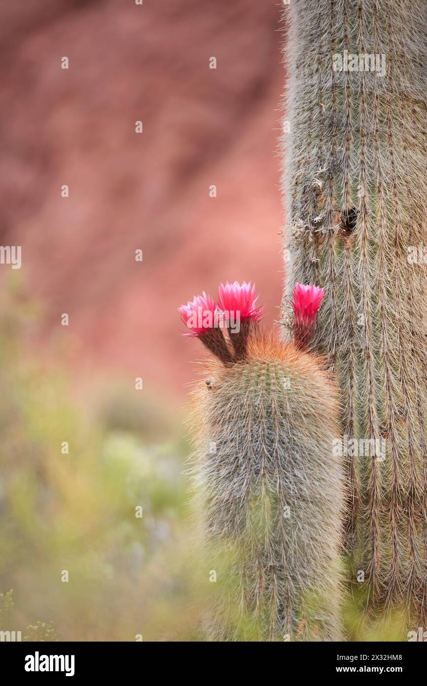Les fleurs d'un cactus cardon, Vallée de Cianzo, Humahuaca, Jujuy, Argentine. Banque D'Images
