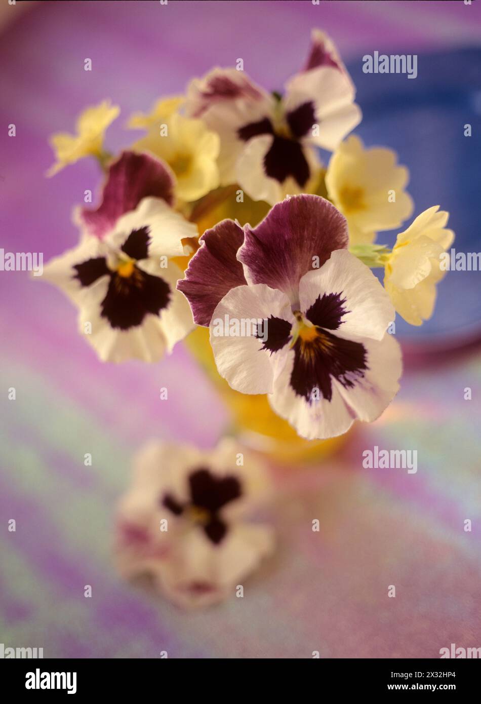 Botanique, pansies dans un vase sur un fond coloré brillant, ADDITIONAL-RIGHTS-CLEARANCE-INFO-NOT-AVAILABLE Banque D'Images