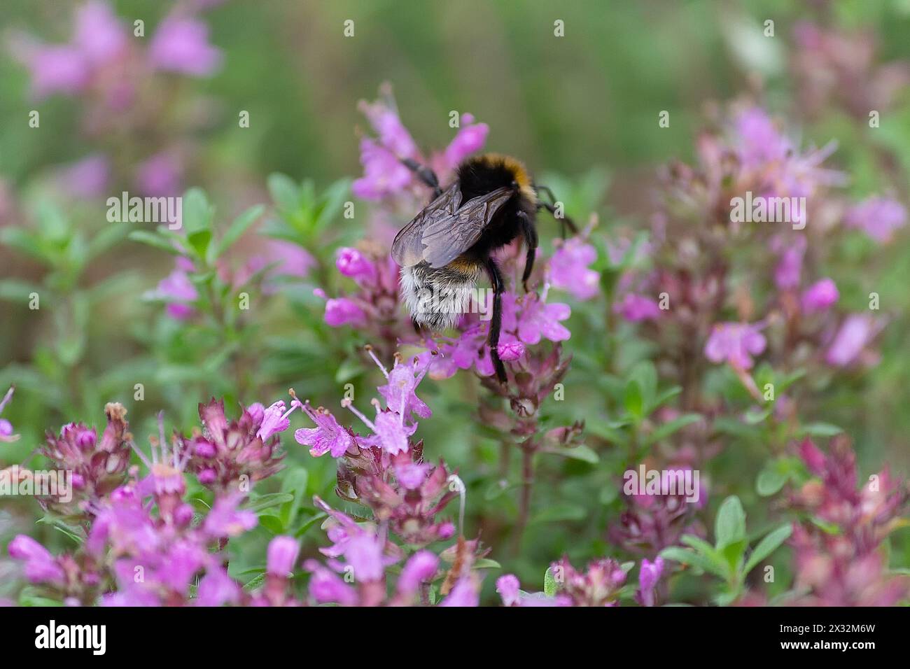 Bourdon saupoudré les fleurs violettes au printemps. Nature Banque D'Images