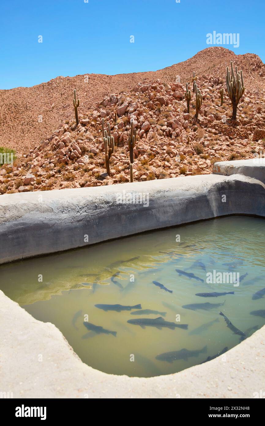 Un bassin d'élevage de truites dans la ville de San Francisco de Alfarcito, Puna de Jujuy & Salta, Argentine. Banque D'Images