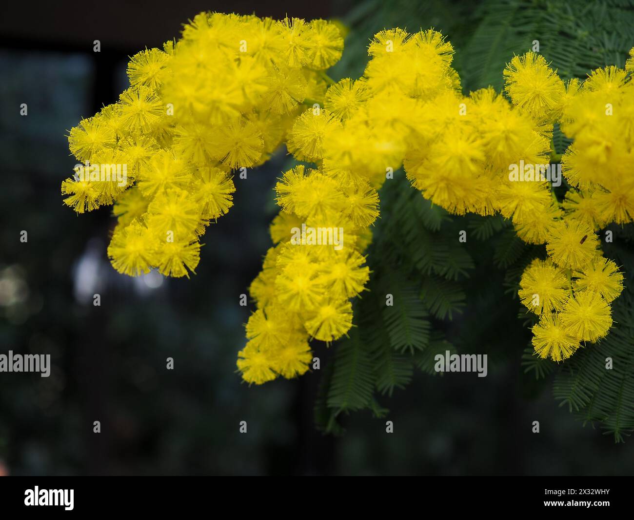 Les fleurs d'Acacia dealbata (Mimosa) jaune moelleux poussent sur un arbre dans une serre britannique en hiver Banque D'Images