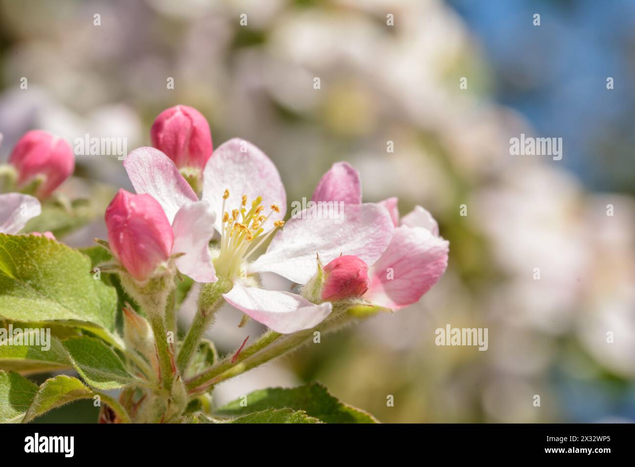 Gros plan d'une fleur de pomme délicate au printemps, avec des bourgeons roses autour d'elle Banque D'Images