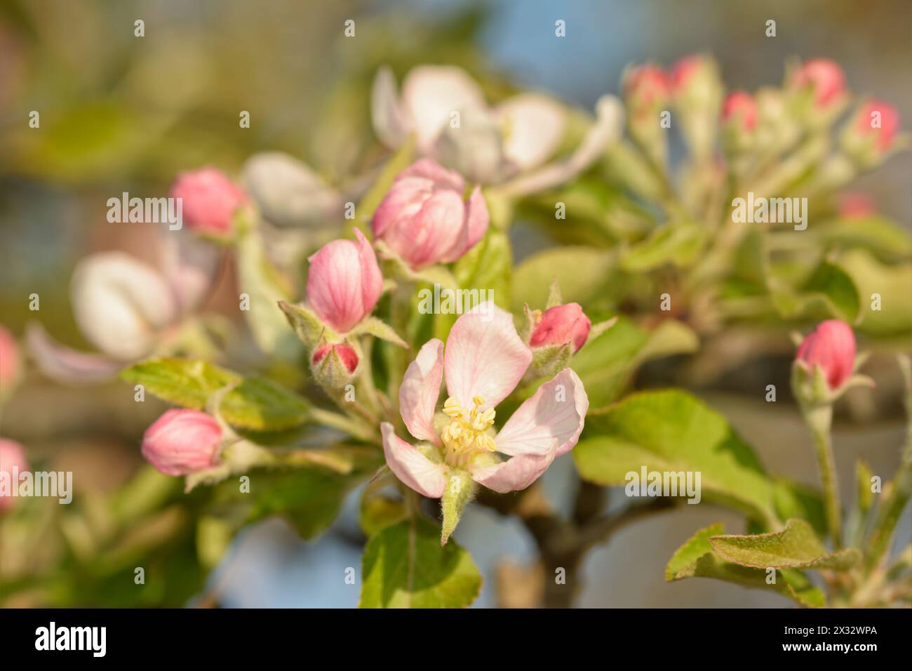 Gros plan d'une fleur de pomme rose et blanche avec des bourgeons autour, au début du printemps Banque D'Images
