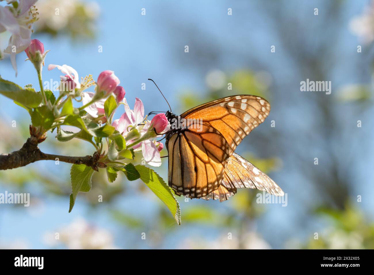 Papillon monarque se nourrissant de fleurs de pomme, éclairé par le soleil du printemps Banque D'Images