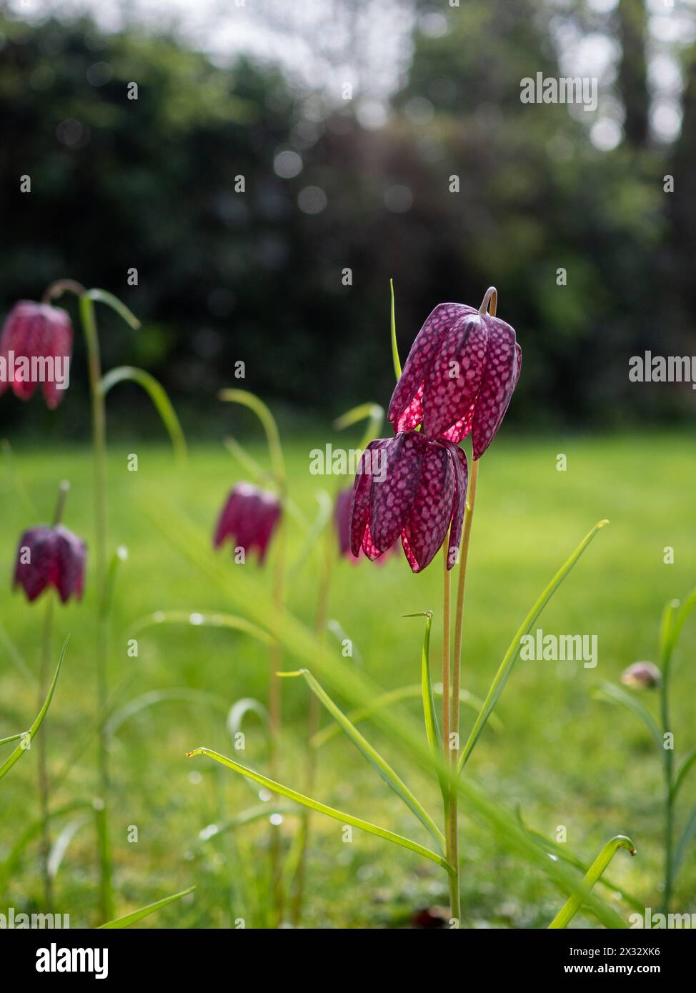 Fleurs de fritillaria meleagris (fritillaire à tête de serpent) pourpre à motif damier naturalisées dans la pelouse ou l'herbe de prairie en Grande-Bretagne au printemps Banque D'Images