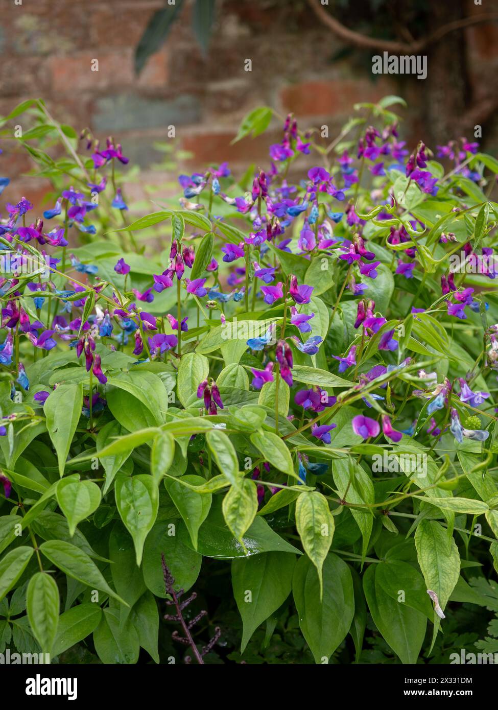 Lathryus vernus ou vetchling printanier - une plante touffue à faible croissance, formant un amas avec des fleurs bleues et violettes ressemblant à des pois doux qui poussent au printemps Banque D'Images