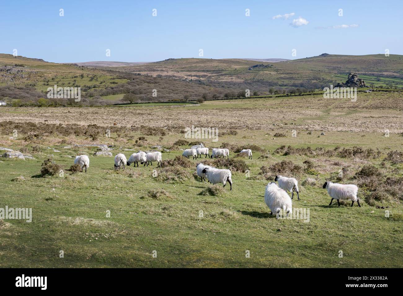 Moutons à tête noire paissant sur Dartmoor Devon UK Banque D'Images