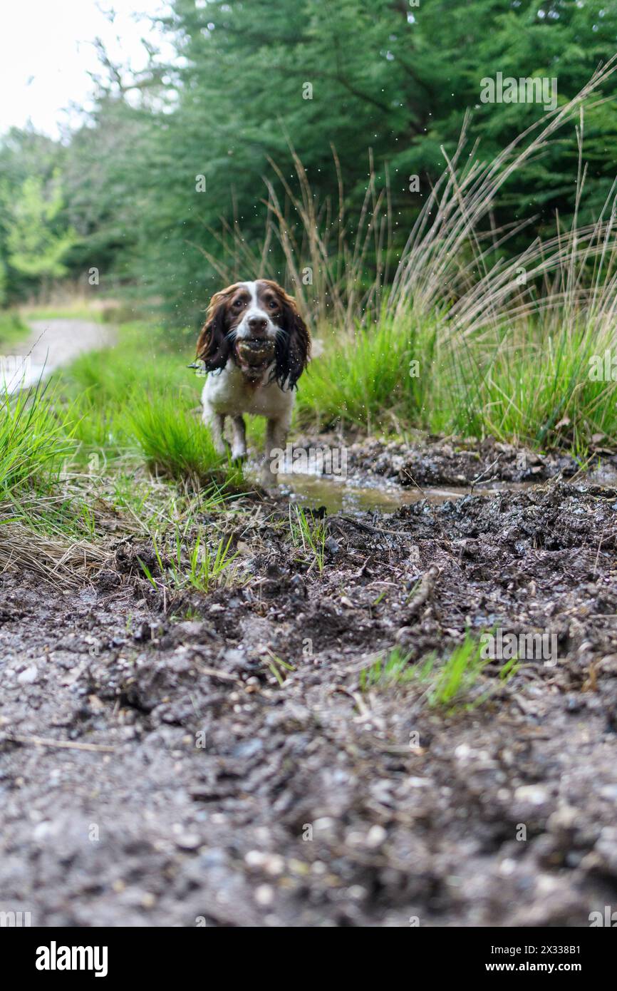 Springer Spaniel chien, brun et blanc, dans la campagne boueuse Banque D'Images