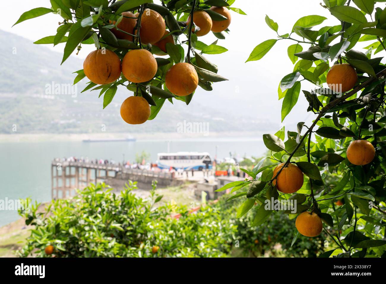 YICHANG, CHINE - 24 AVRIL 2024 - les touristes cueillent de l'orange fraîche dans un verger d'orangers navel près de la rivière Yangtze dans le village de Xiling Xia à Yichang, Hubei pr Banque D'Images