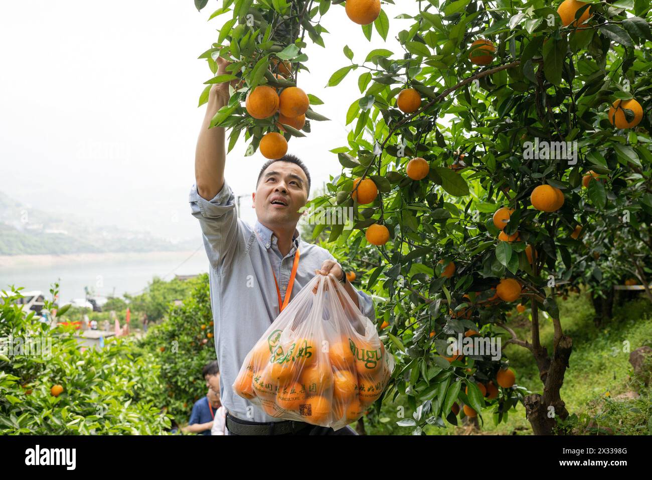 YICHANG, CHINE - 24 AVRIL 2024 - les touristes cueillent de l'orange fraîche dans un verger d'orangers navel près de la rivière Yangtze dans le village de Xiling Xia à Yichang, Hubei pr Banque D'Images