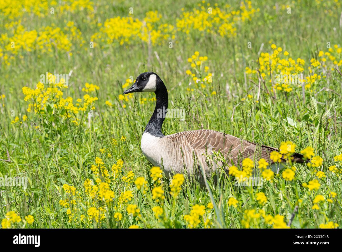 Portrait en gros plan d'une oie du Canada marchant dans un champ de fleurs sauvages jaunes au printemps. Banque D'Images