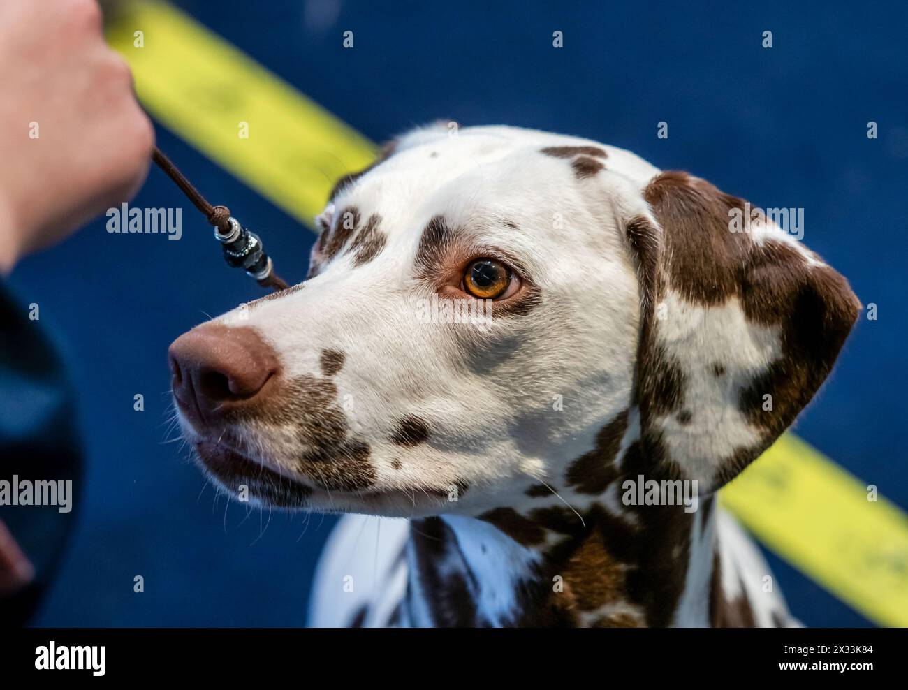 Belle dalmate blanche avec des taches brunes. Chien élégant. Expositions, expositions canines, chiens pedigree. Banque D'Images