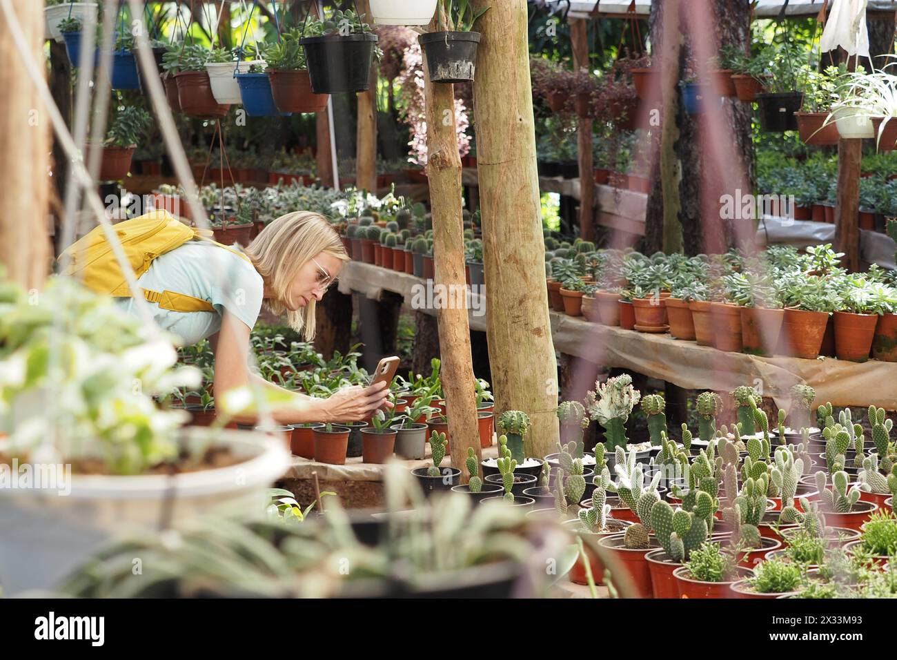 Femme prendre des photos de fleurs et de cactus dans des pots pour la vente au marché extérieur. Banque D'Images