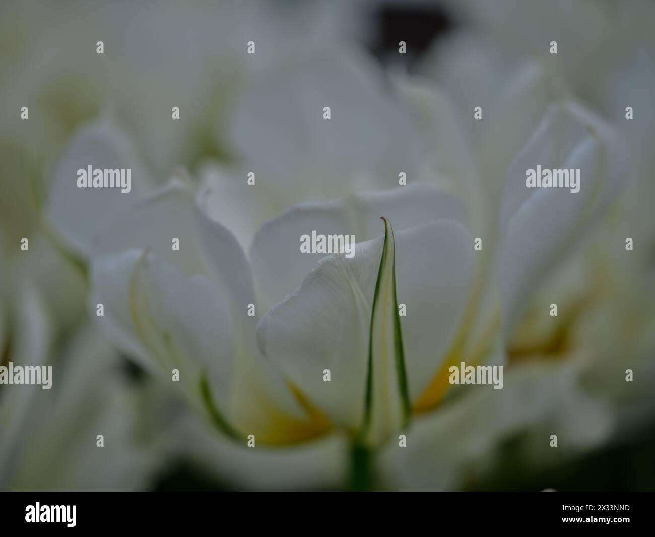 Tulipe colorée Colofrul gros plan Banque D'Images