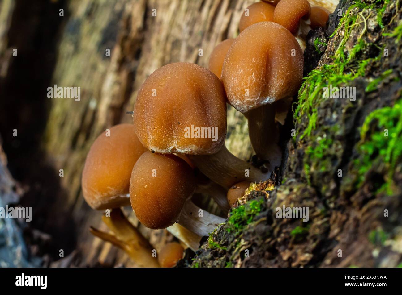Psathyrella piluliformis Common Stump Brittlestem champignon brun rougeâtre qui pousse en groupes, lumière naturelle. Banque D'Images