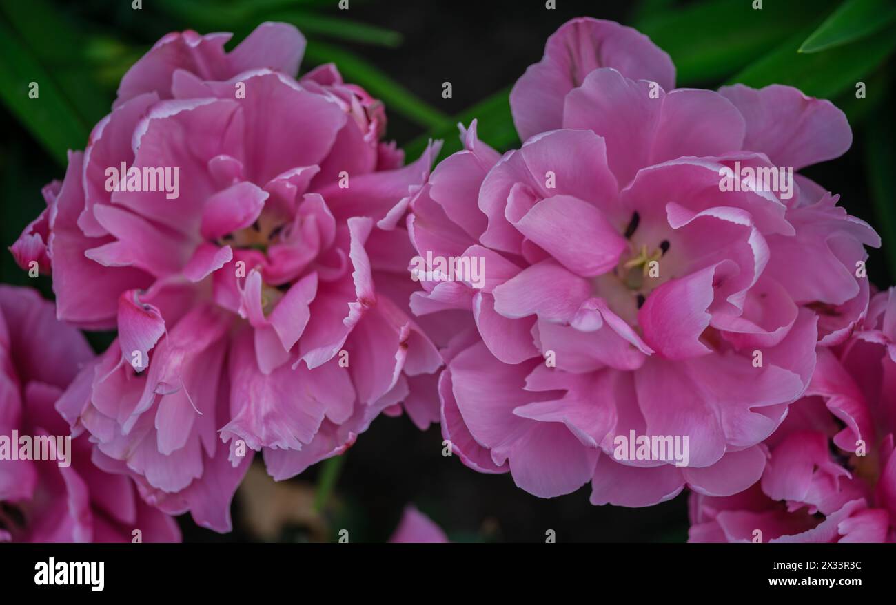 Tulipe colorée Colofrul gros plan Banque D'Images