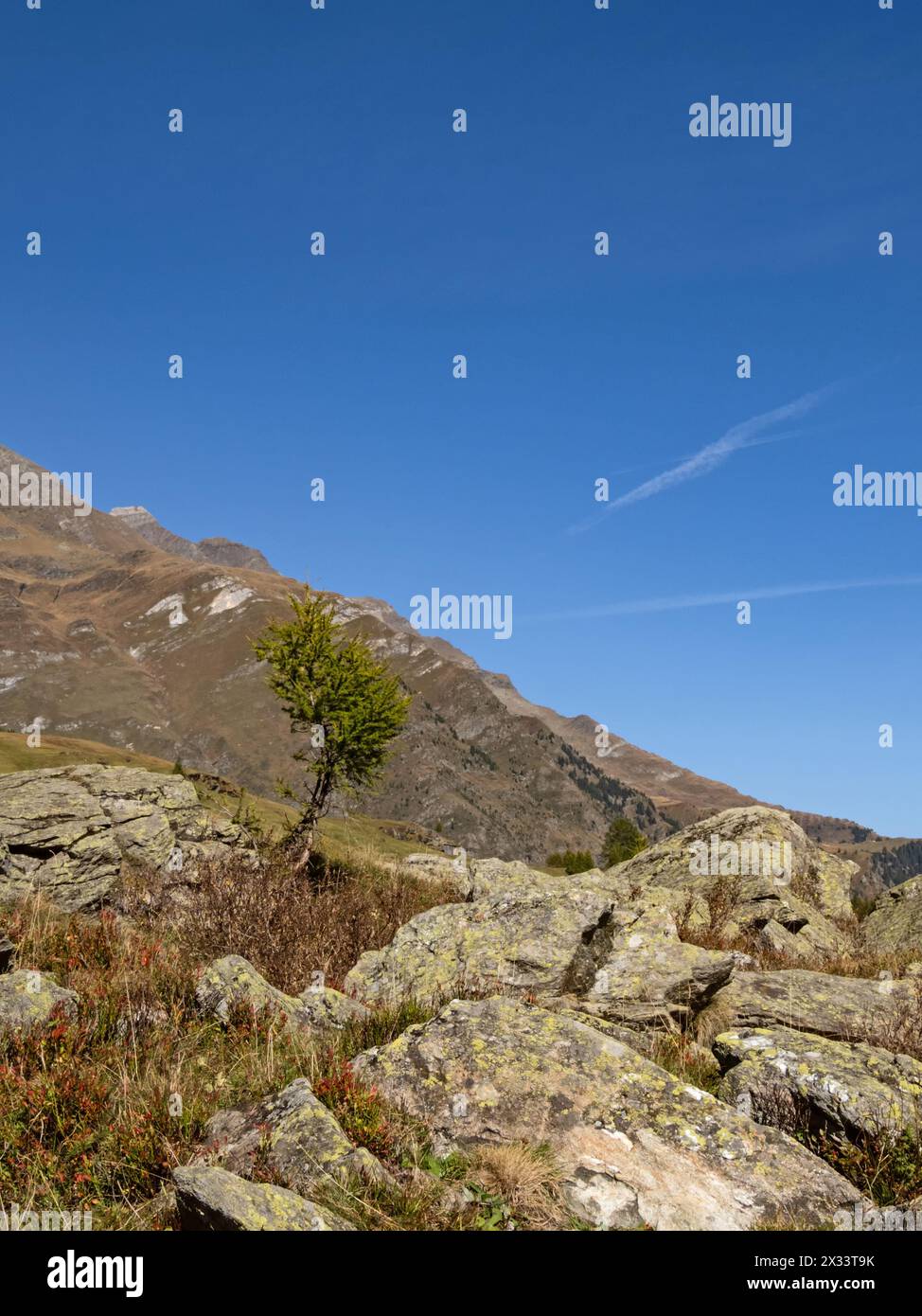 Vue d'un seul arbre dans le paysage rocheux de la vallée du Passeier près de Pfelders dans le Parc naturel du Groupe Texel, Tyrol du Sud, Italie Banque D'Images