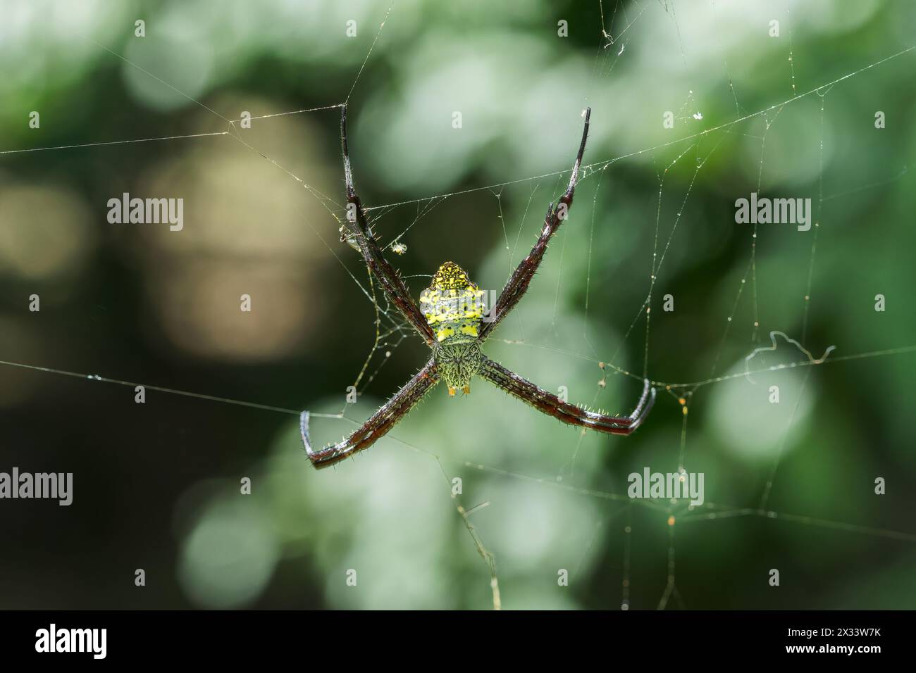 Araignée de jardin hawaïenne ou araignée banane, Argiope appensa, adulte célibataire en toile, Bogor, Jakarta, Indonésie Banque D'Images