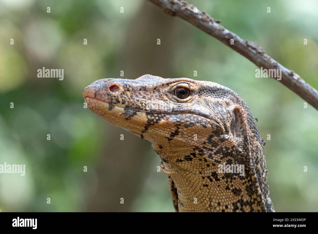 Moniteur d'eau asiatique, Varanus salvator, gros plan de la tête de l'eau potable adulte, Wat Thom, Thaïlande Banque D'Images