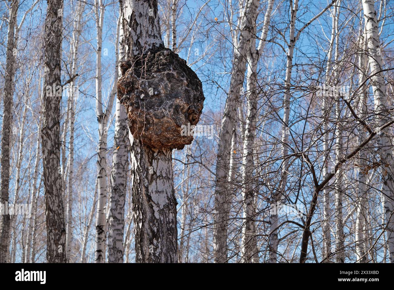 énorme croissance sur le tronc du bouleau. le gros arbre forestier est malade. Maladies des arbres Banque D'Images